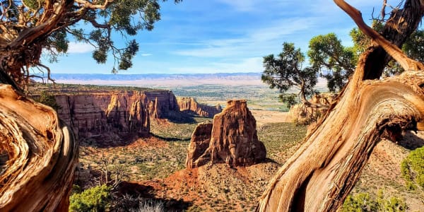 A scenic landscape photo of Colorado National Monument, featuring towering red rock formations framed by a juniper tree in the foreground.