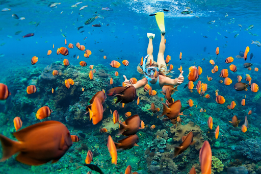 A snorkeler wearing a mask, snorkel, and yellow fins swims through a vibrant coral reef, surrounded by a school of orange and brown fish. The clear blue water allows for a stunning view of the marine ecosystem, with colorful corals and various fish species in the background.