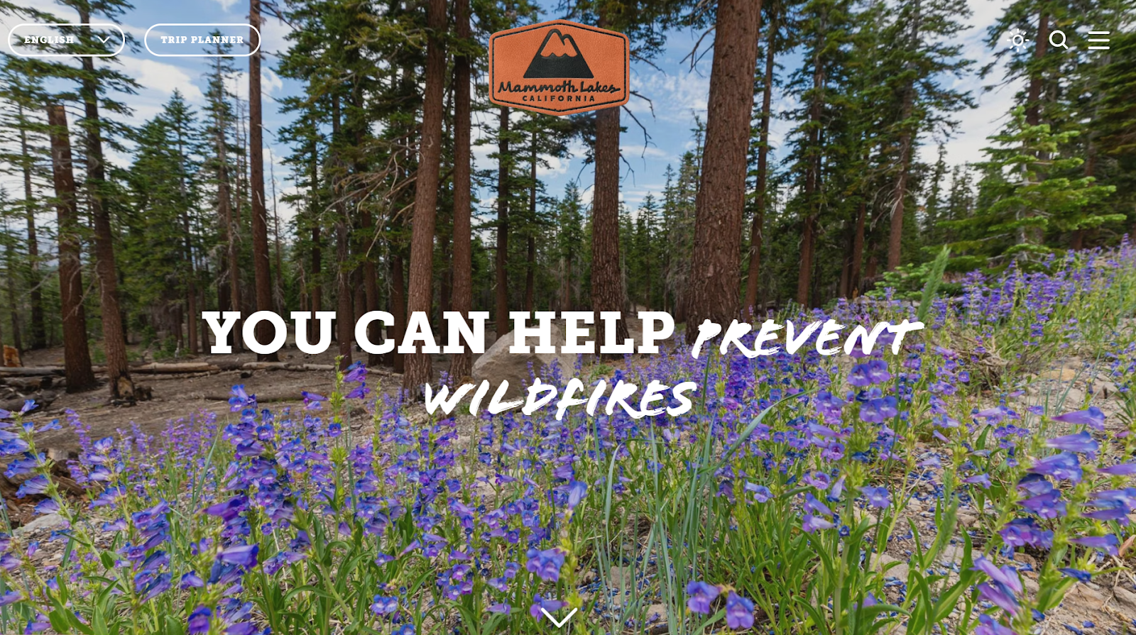 A forest scene in Mammoth Lakes, California, with purple wildflowers in the foreground and tall pine trees in the background. Text overlay reads “You Can Help Prevent Wildfires.”