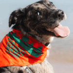 A happy dog wearing an orange and green “Bark Ranger” bandana sits near the water, promoting Travel Marquette’s responsible pet travel initiative.