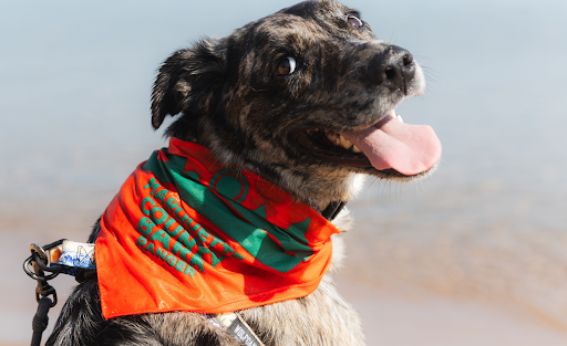 A happy dog wearing an orange and green “Bark Ranger” bandana sits near the water, promoting Travel Marquette’s responsible pet travel initiative.