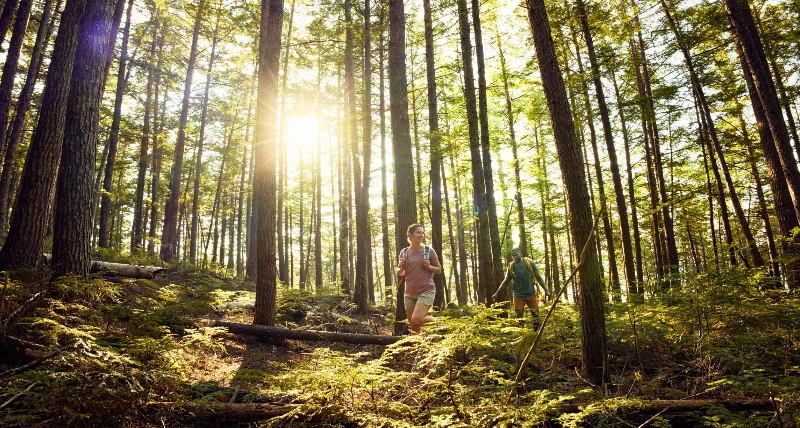 Two hikers with backpacks walk along a forest trail beneath tall evergreen trees