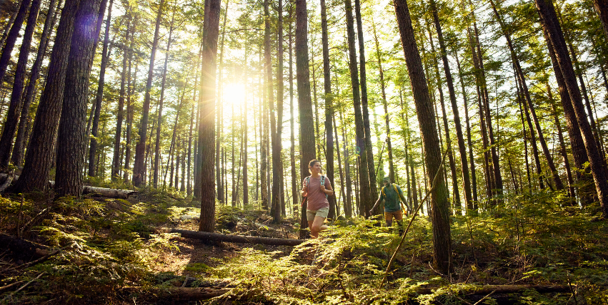 Two hikers with backpacks walk along a forest trail beneath tall evergreen trees